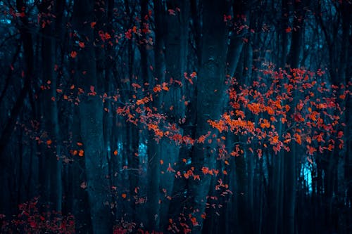Darmowe zdjęcie z galerii z ciemny, drzewa, jesień