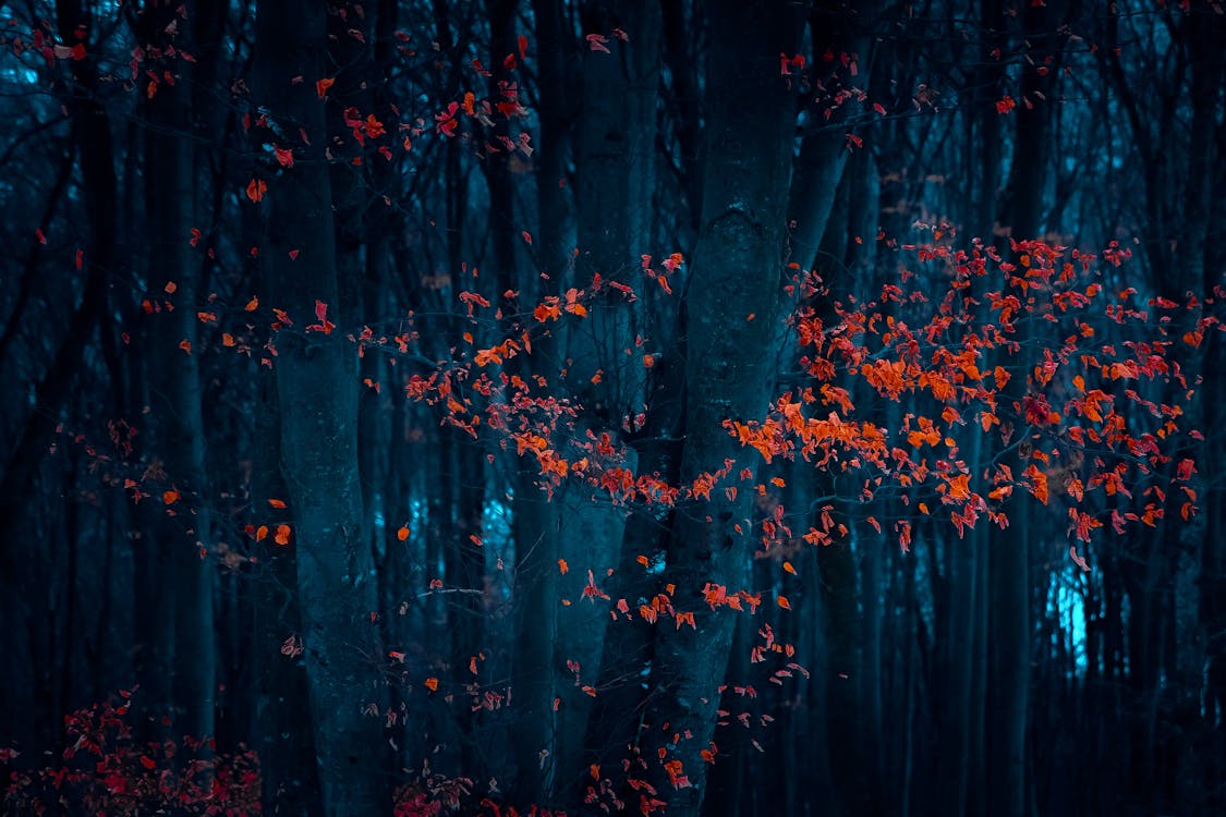 Autumn Forest at Night