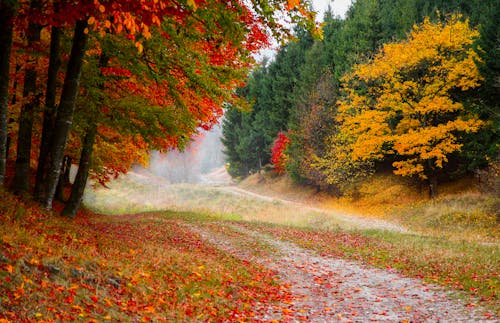 Darmowe zdjęcie z galerii z aleja, drzewa, jesień