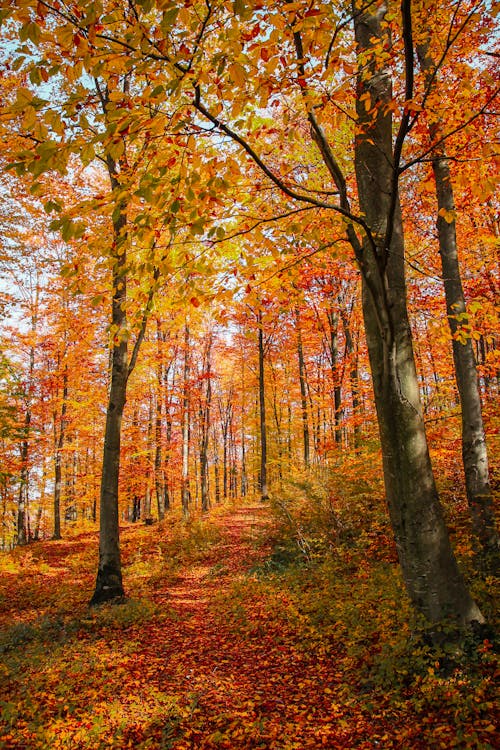 Photos gratuites de arbres, automne, chemin