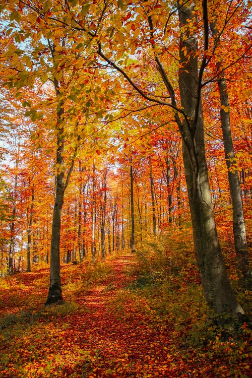 Free Experience the vibrant colors of fall in this picturesque forest path, perfect for an autumn mobile wallpaper. Stock Photo