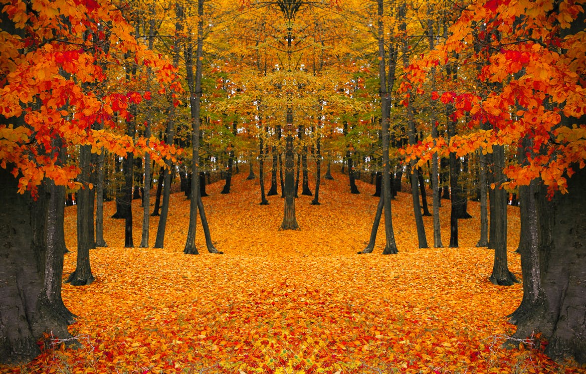 An Autumn Forest Landscape