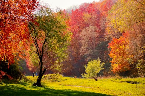 公園, 樹木, 秋季 的 免費圖庫相片