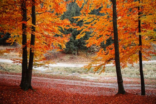 Photos gratuites de allée, arbres, automne