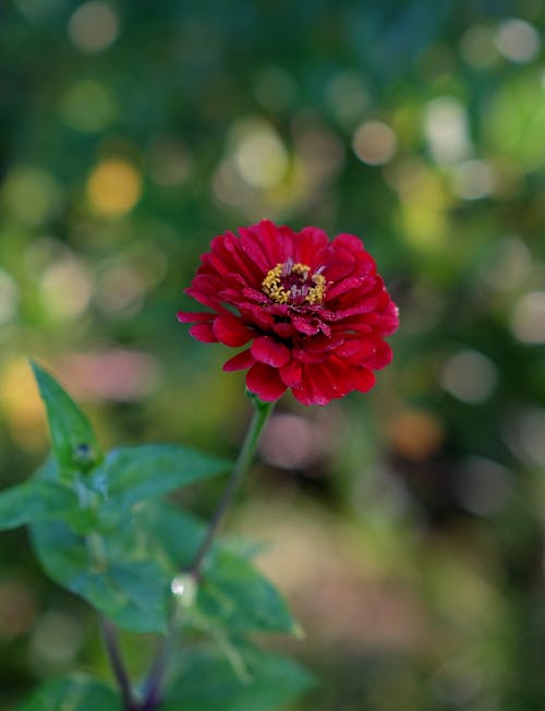 Photo of a Pink Dahlia against Blurred Background