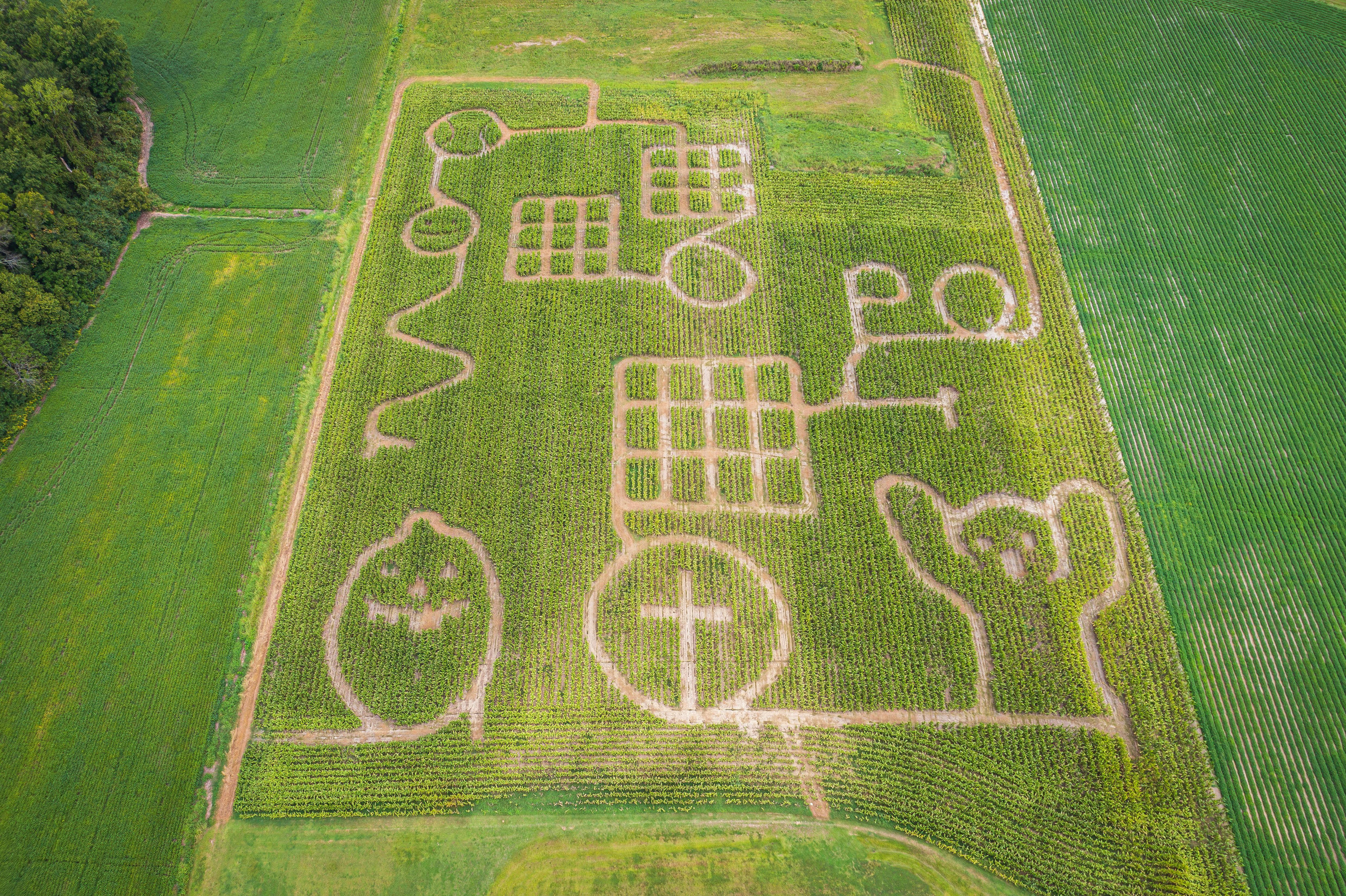 Aerial shot of an intricate corn maze with unique patterns in Hertford, NC, showcasing rural creativity.