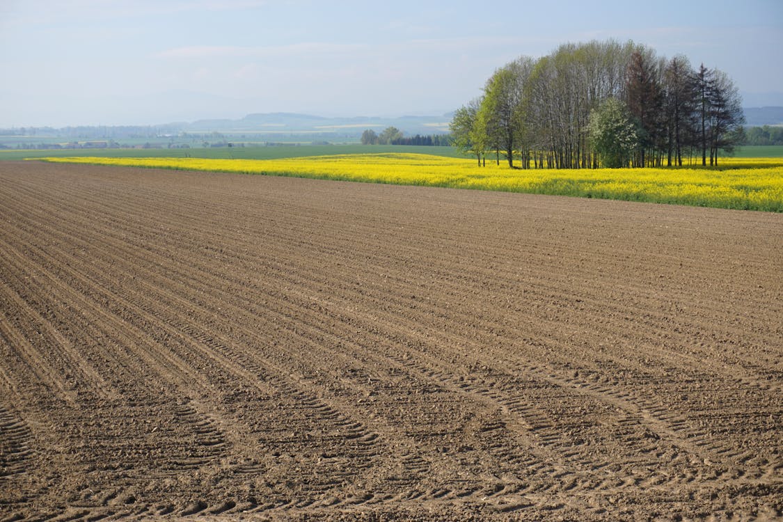 Imagine de stoc gratuită din agricultură, anotimp, ara