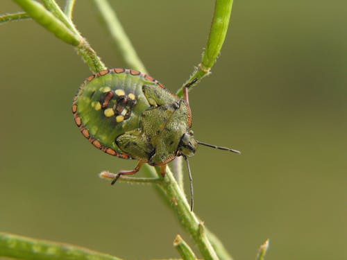 Foto stok gratis alam, antena, beetle