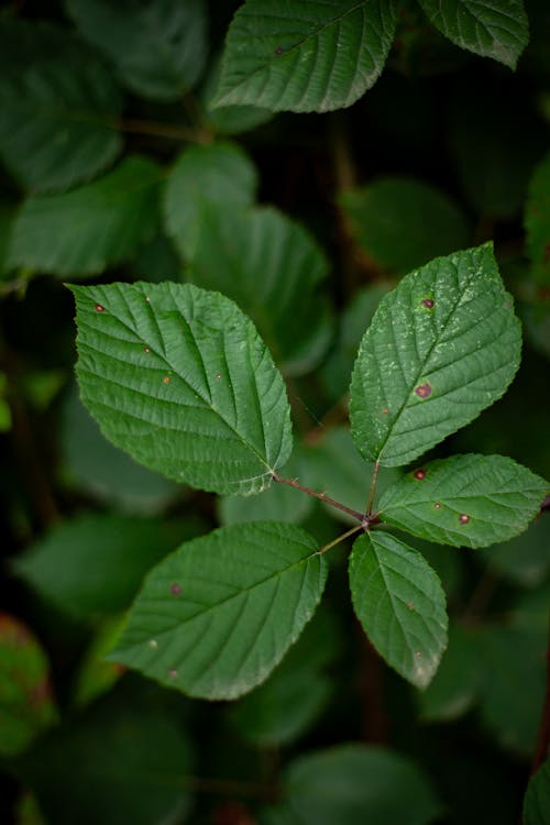 Green Leaves of Blackberry Shrub