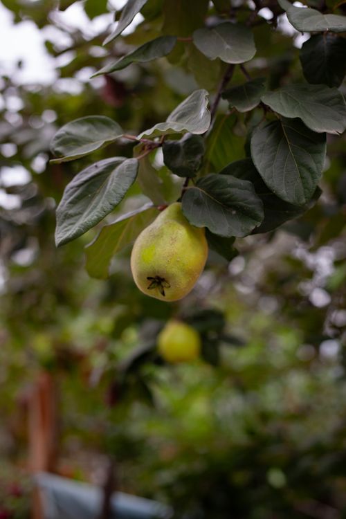 Free Vibrant ripe pear hanging on a leafy branch during harvest season. Stock Photo