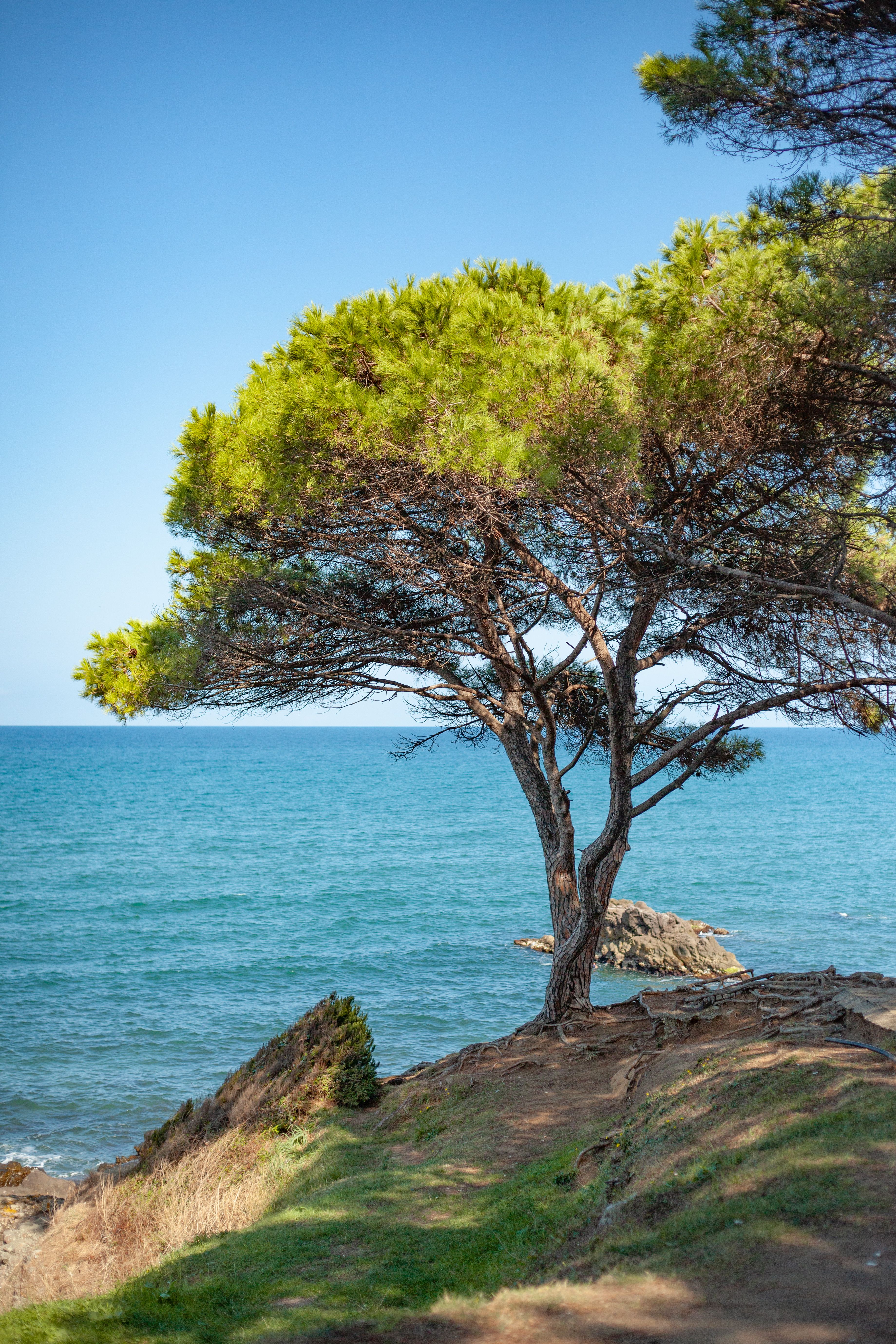 A lone tree standing on a cliff with a serene ocean view, perfect for nature lovers.