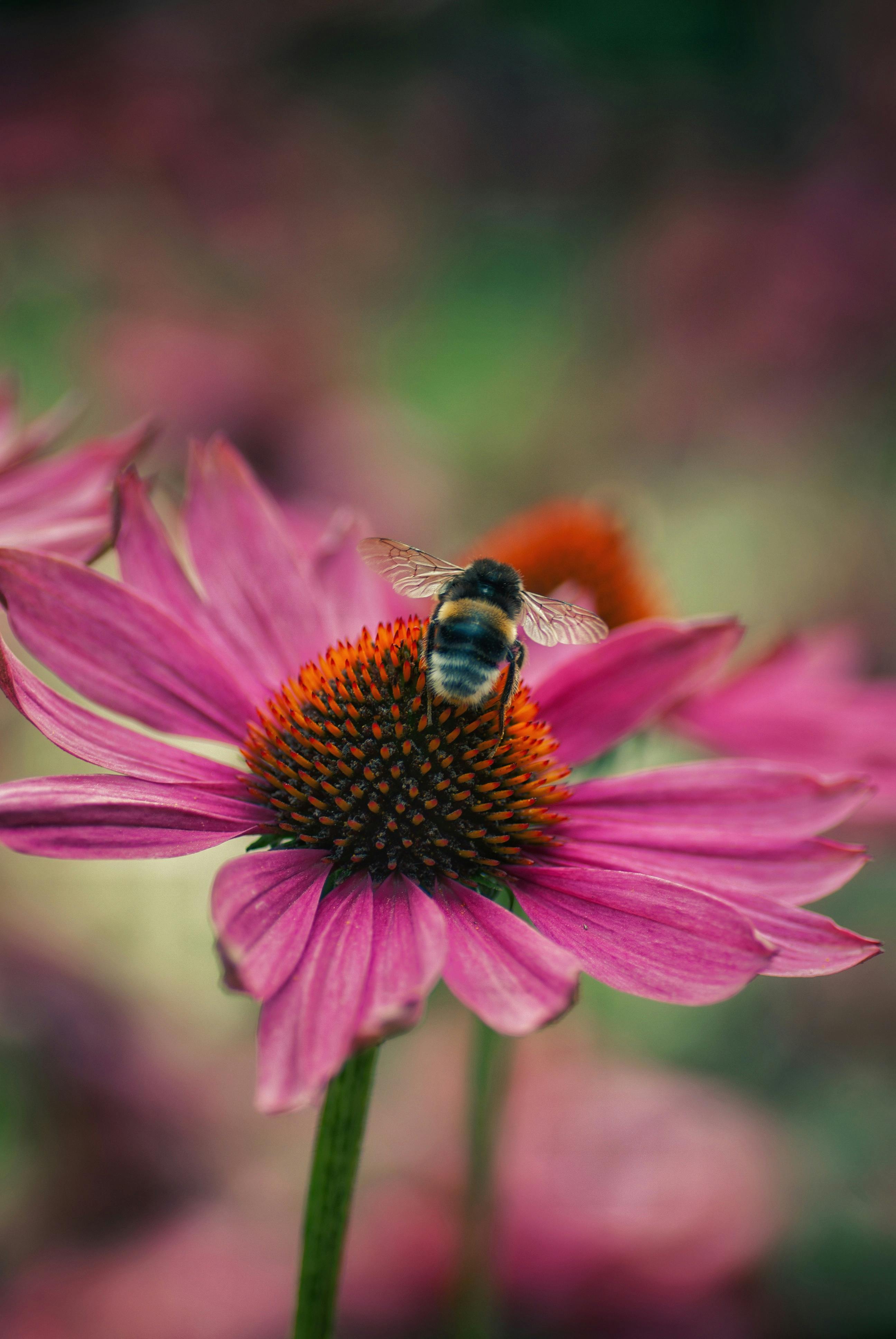 Colorful Flowers Side by Side · Free Stock Photo