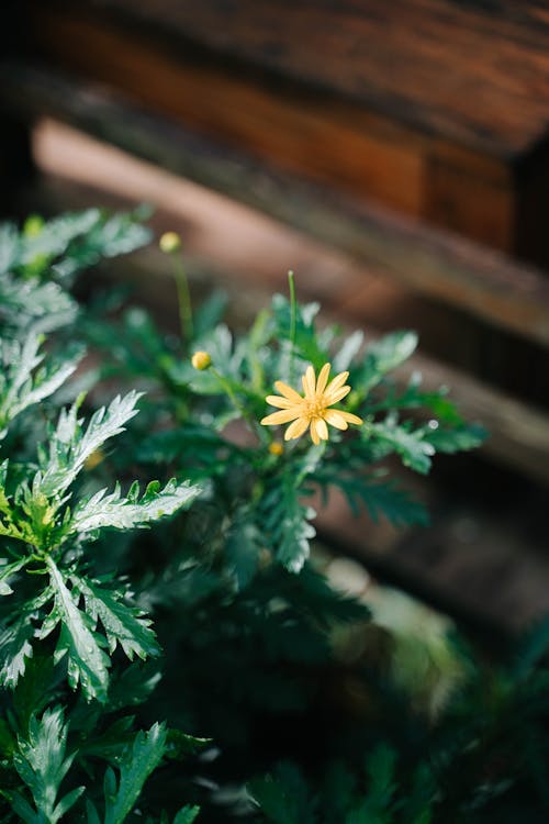 Foto profissional grátis de ecológico, fechar-se, flor