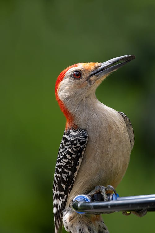 Woodpecker in Close Up