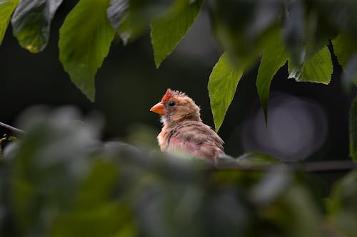 Finch Perching on Tree