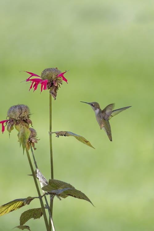 Hummingbird Flying Towards Flower