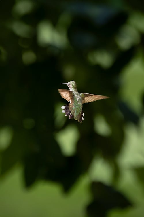 Fotobanka s bezplatnými fotkami na tému fotografie zvierat žijúcich vo voľnej prírode, kolibrík, lietanie