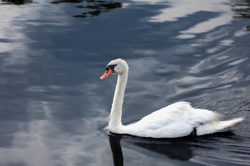 Бесплатное стоковое фото с вода, лебедь, обои