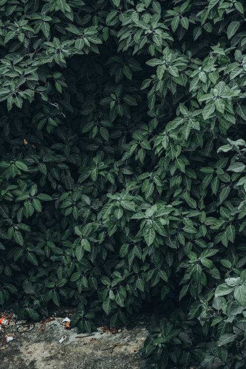 Free Rich green leaves creating dense foliage, perfect for natural background or texture. Stock Photo