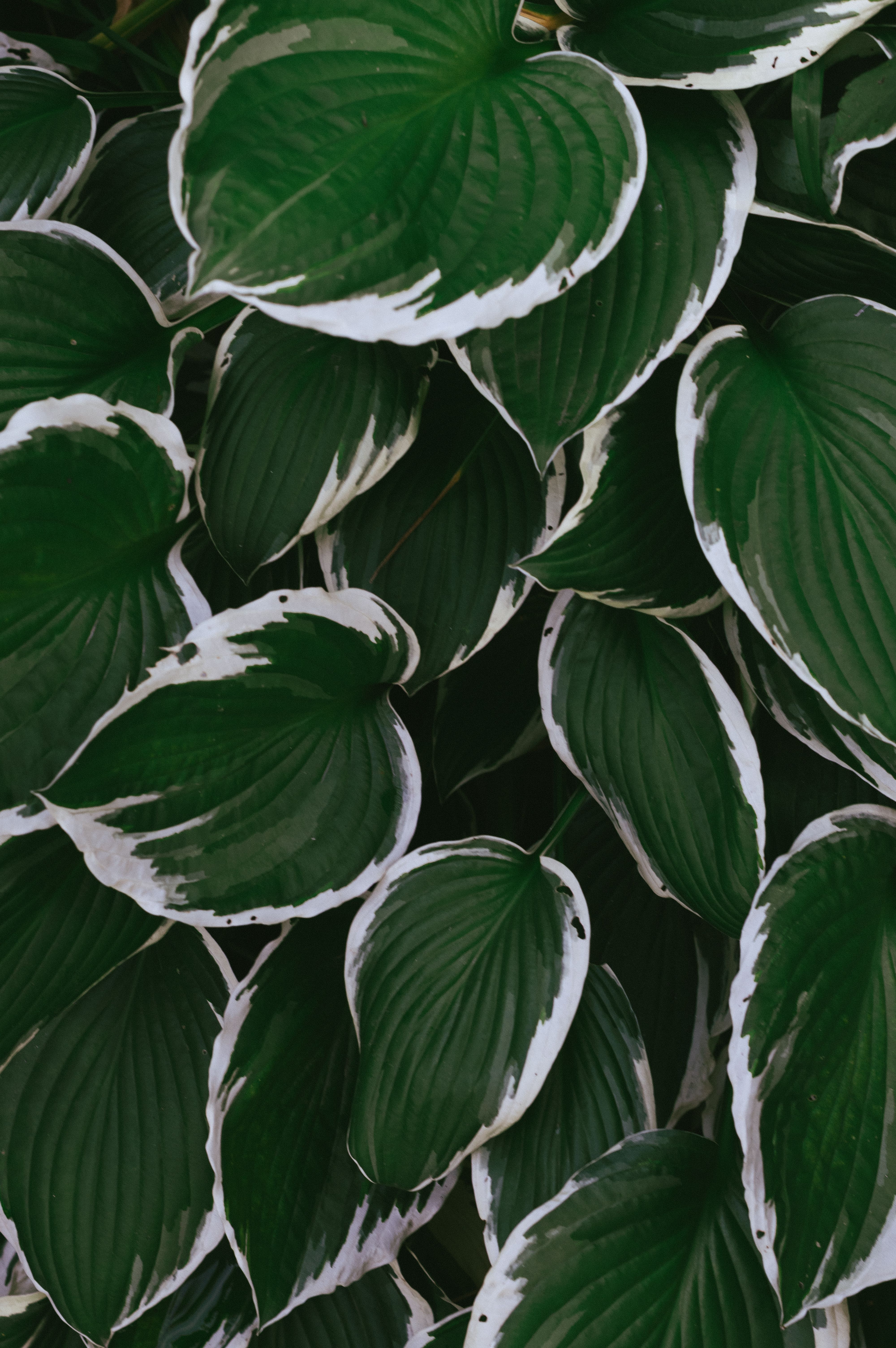 pruning frost damaged hosta UK