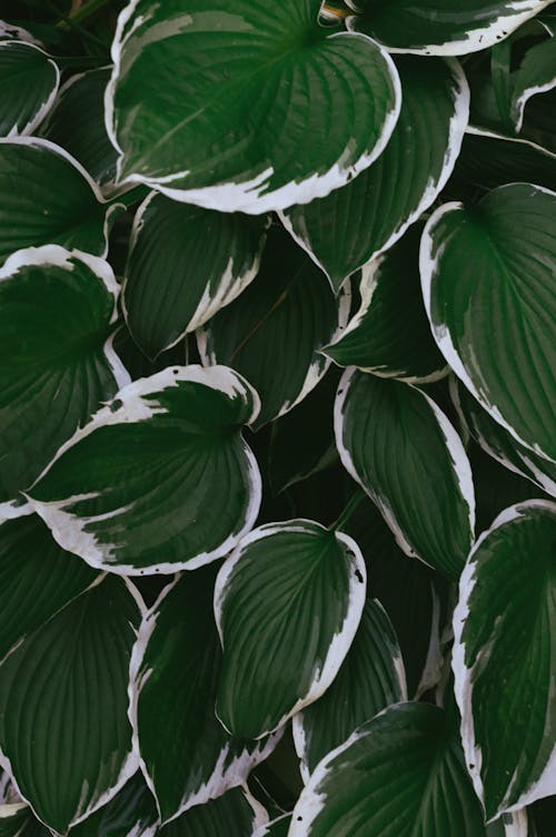 Lush Green Leaves