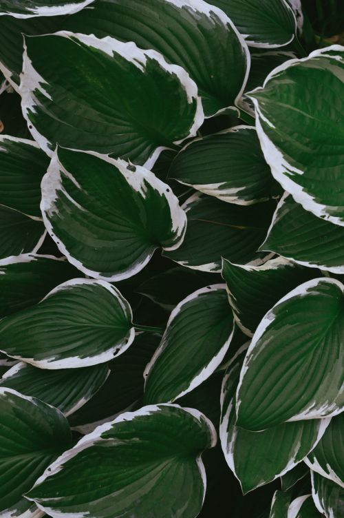 Free Vivid close-up of lush variegated hosta leaves creating a natural green texture in Нетеравон, England. Stock Photo