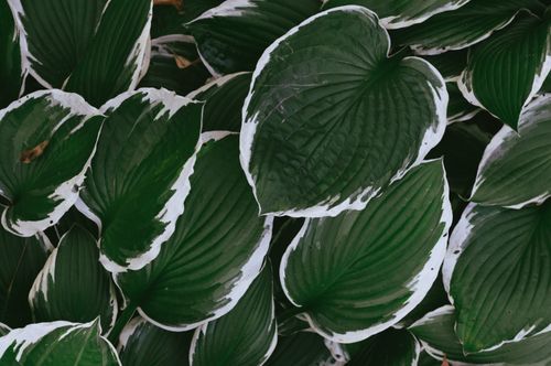 Free Detailed close-up of vibrant green and white hosta leaves in a natural setting. Stock Photo