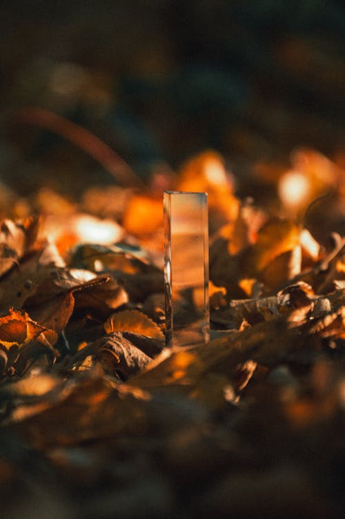 Glass Item among Leaves