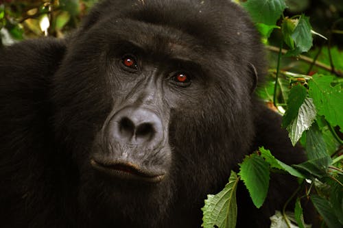 Foto De Close Up Do Gorila Negro