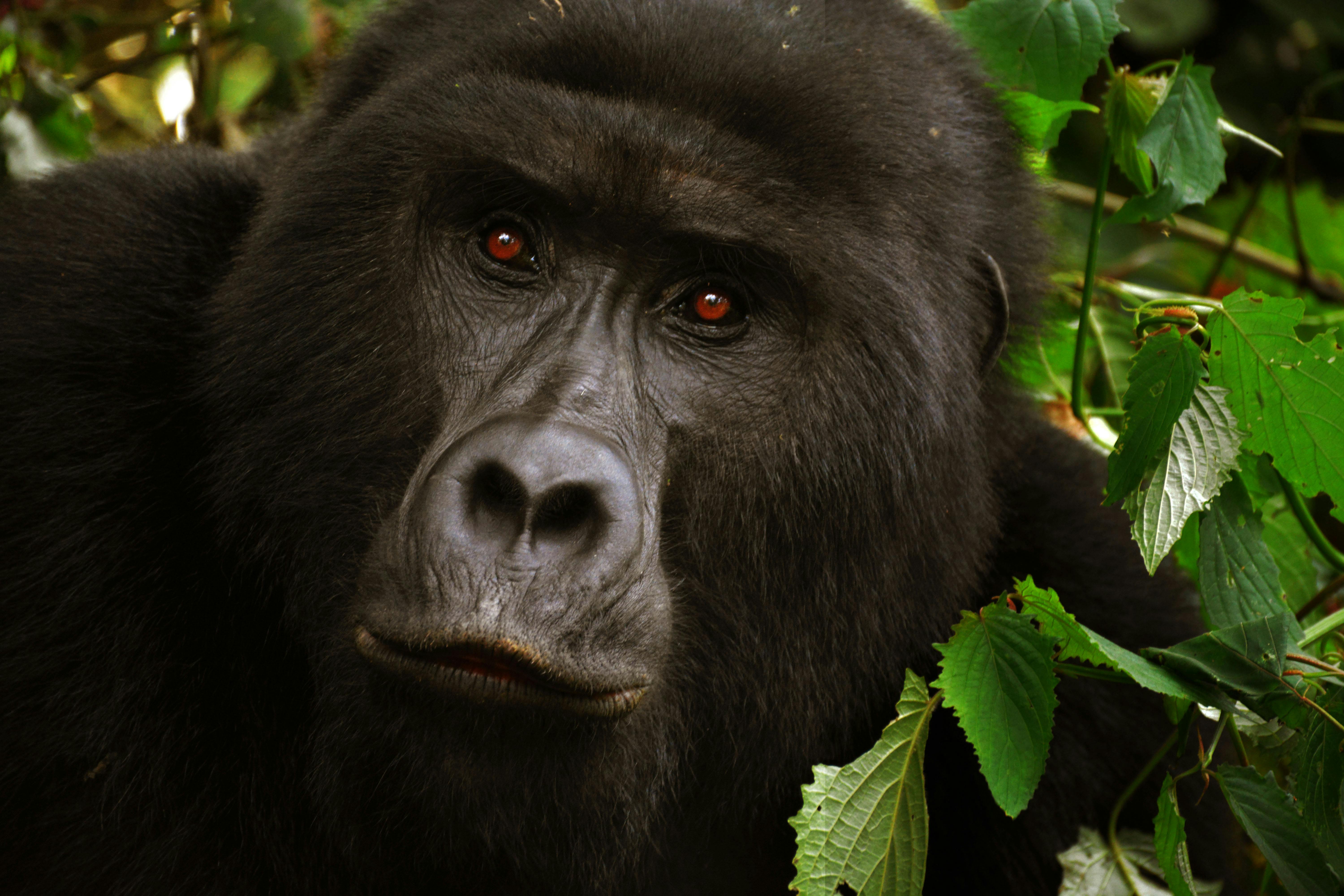 Black Gorilla Close-up Photo