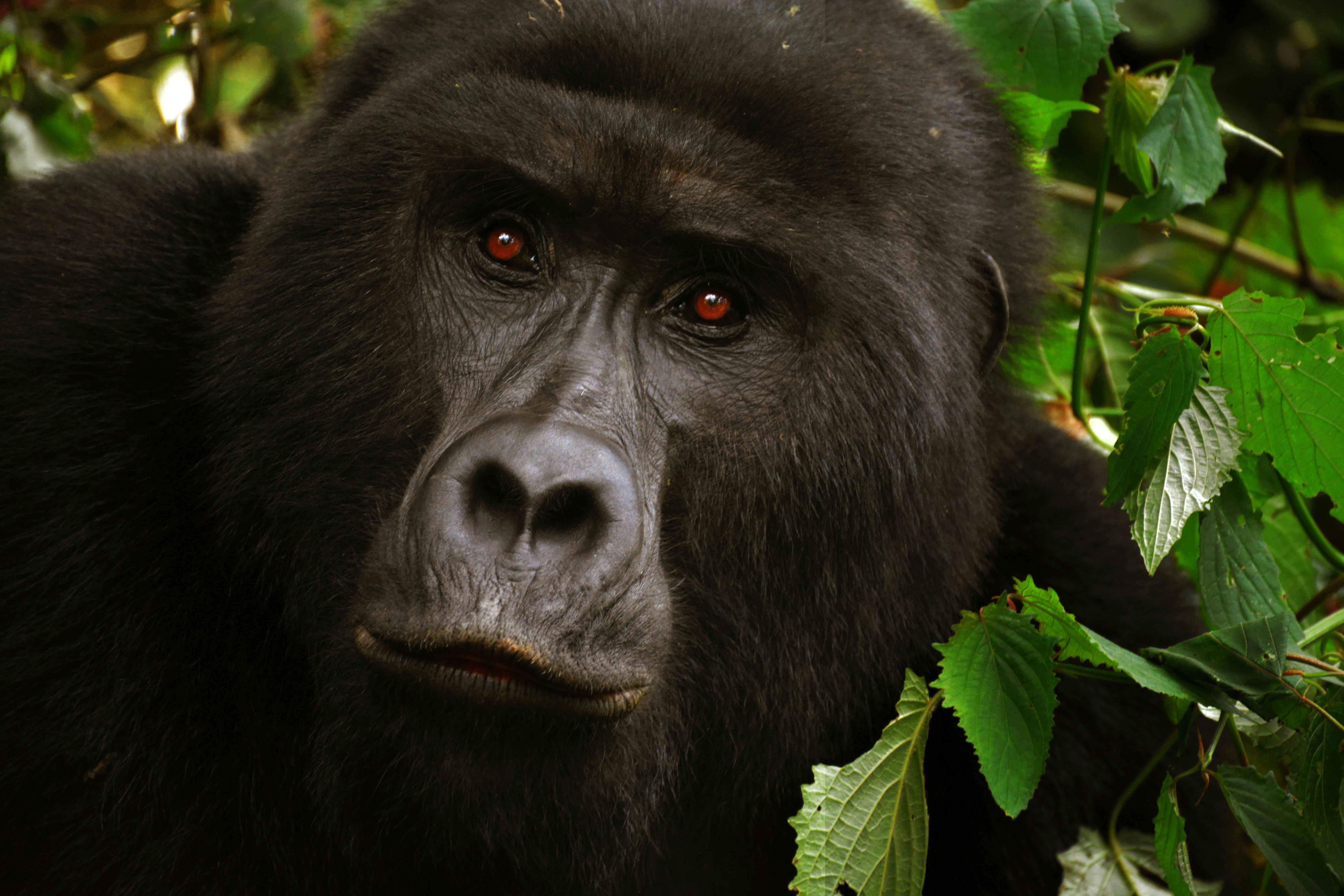 Black Gorilla Close Up Photo Free Stock Photo