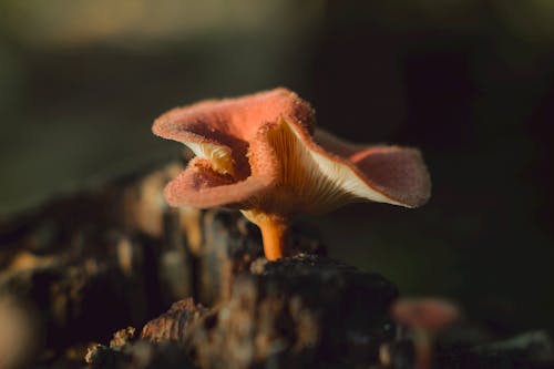 Mushroom Growing on Stump