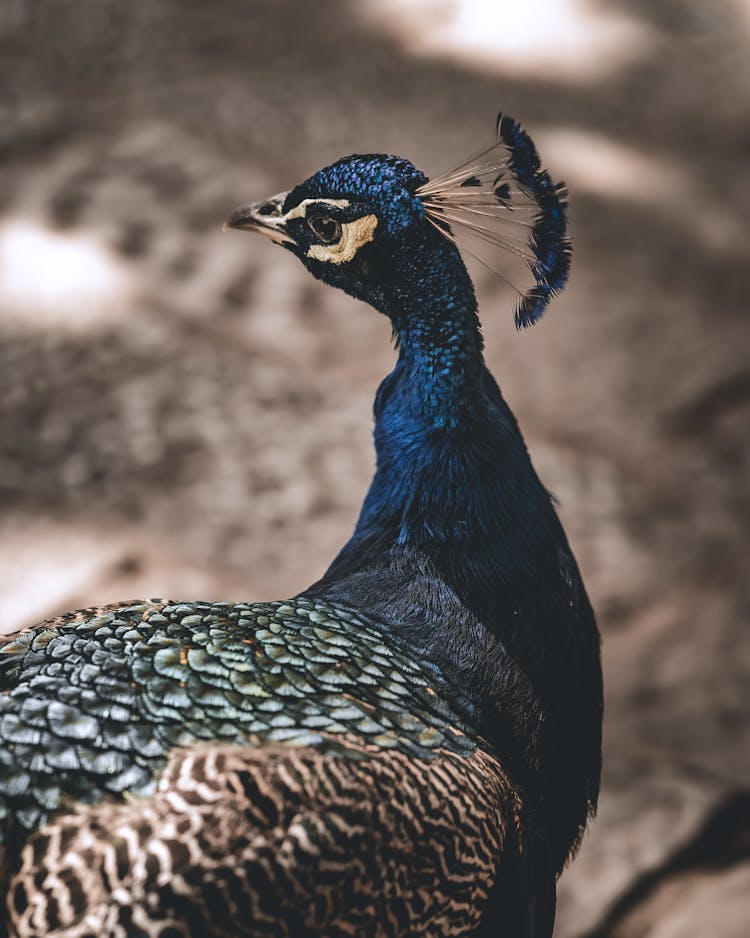 Portrait Of A Blue Peacock