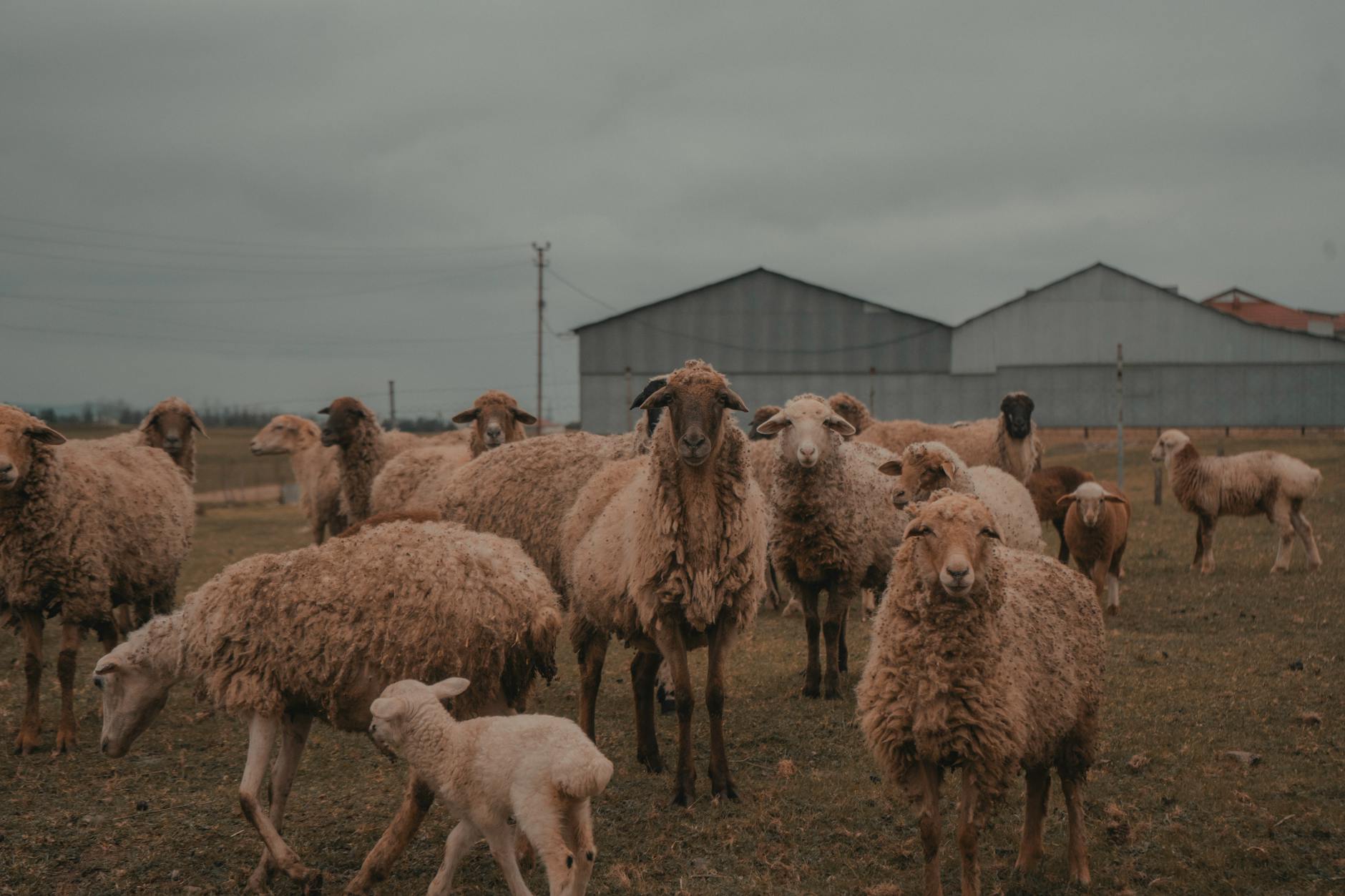 Giá Vàng Hạ Nhiệt, USD Tăng Nhẹ, Xăng Dầu Ổn Định