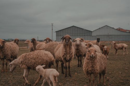 Free A flock of sheep graze on a rustic farm near large barns under a cloudy sky. Stock Photo