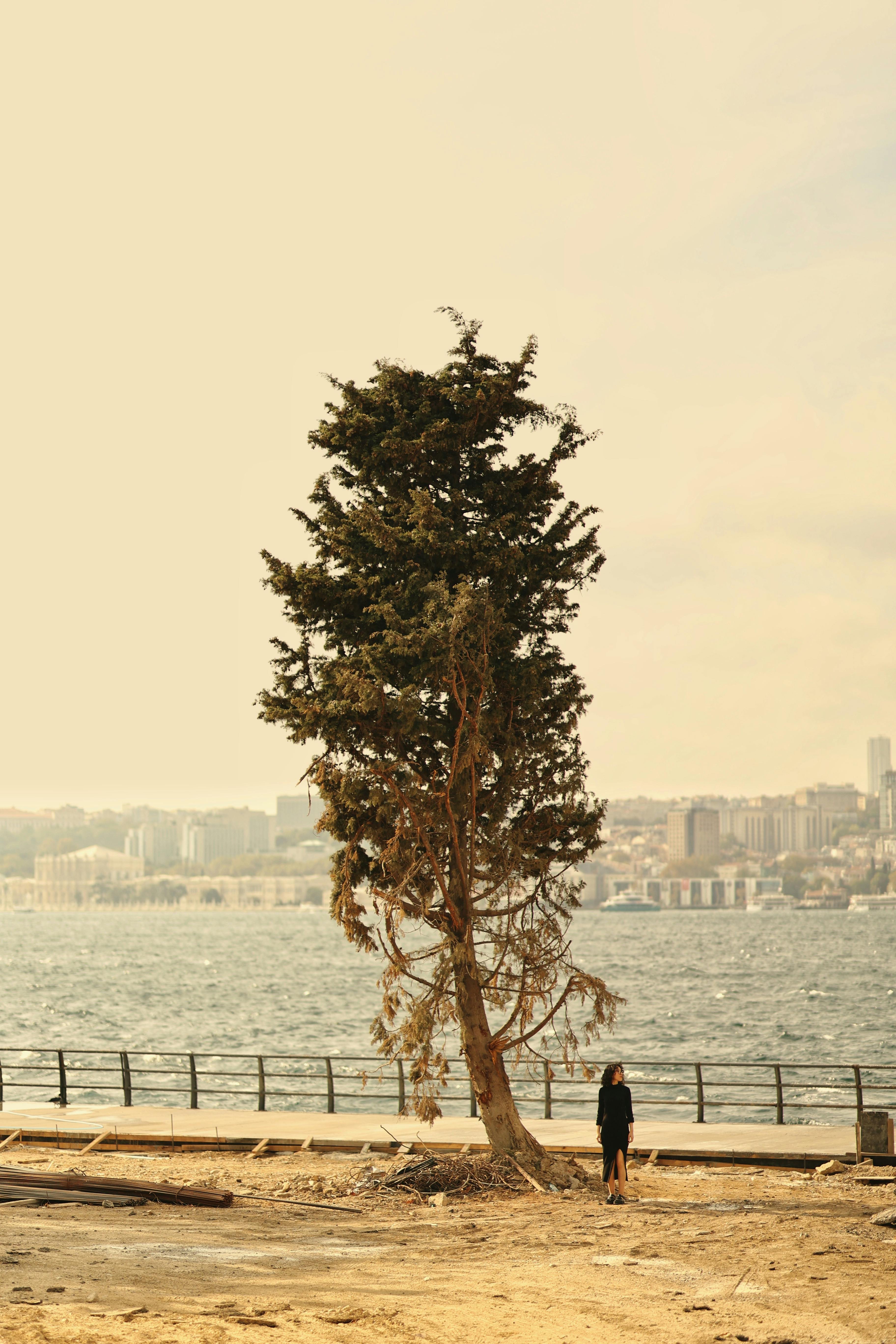 Solitary tree by a waterfront with a distant city skyline in a tranquil setting.