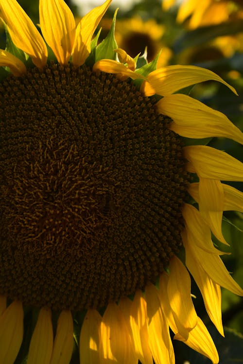 Bright Sunflower in Close-up View