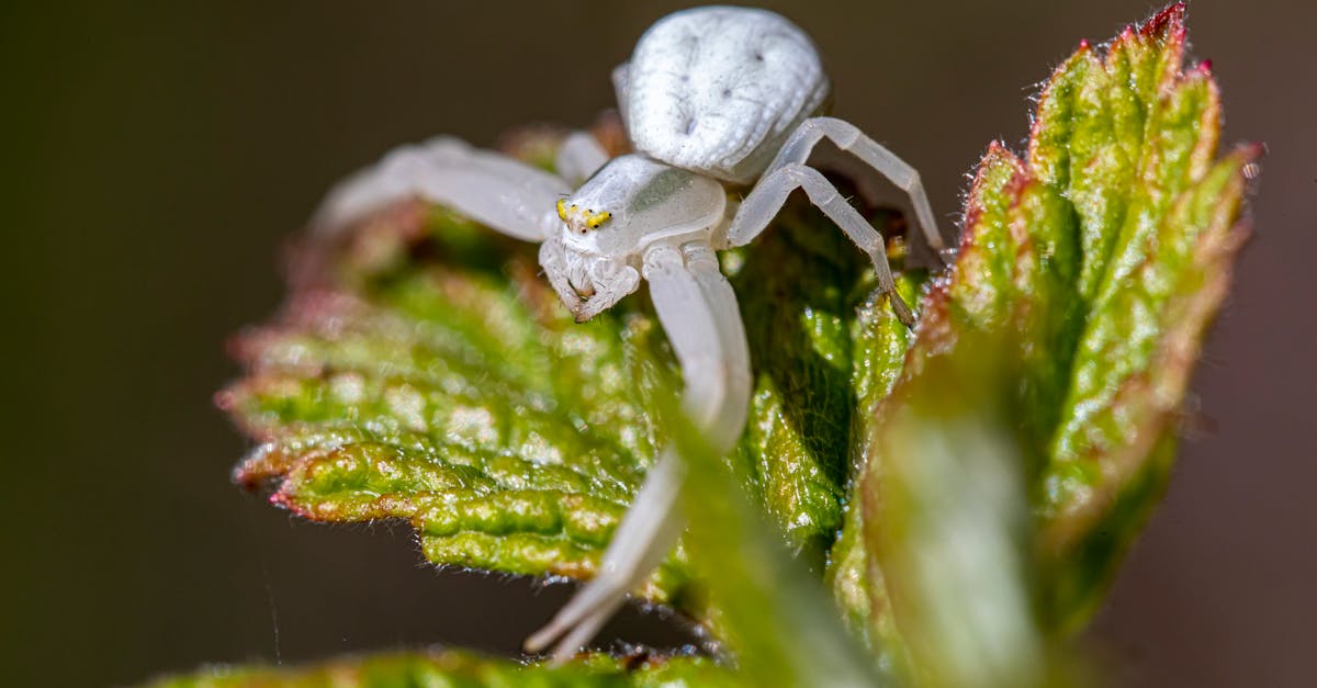A white spider sitting on top of a green leaf