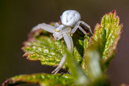 Free Detailed macro shot of a white crab spider resting on a green leaf. Stock Photo