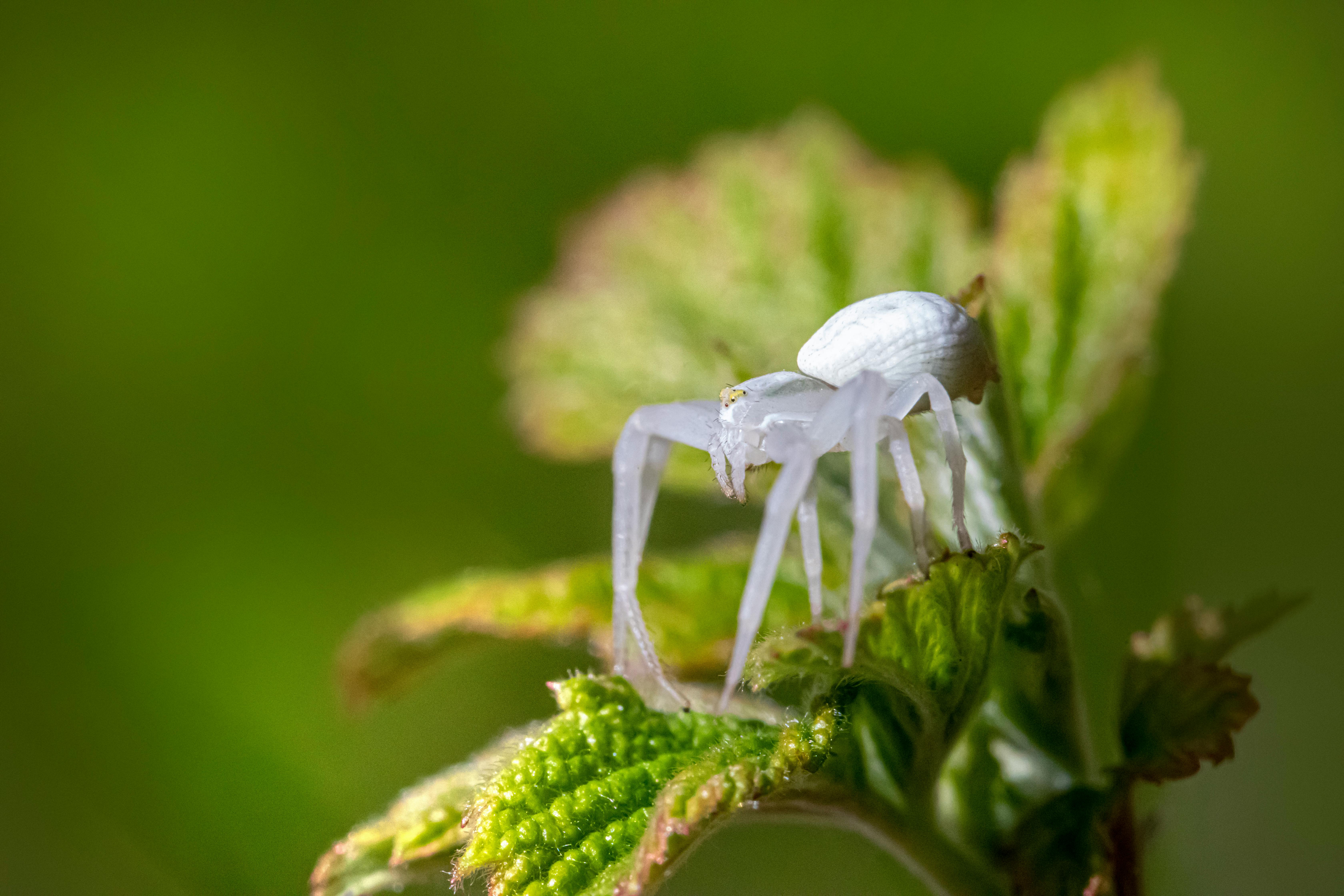 Close-up of a white crab spider resting on a leaf in a natural setting.