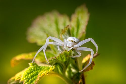 A white spider sitting on top of a green plant