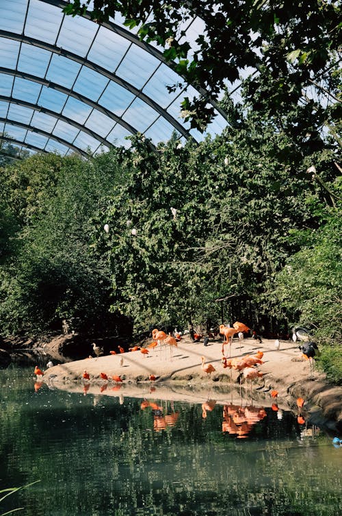 Flamingos in Greenhouse in Zoo