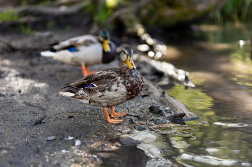 Photo of Two Mallard Ducks 