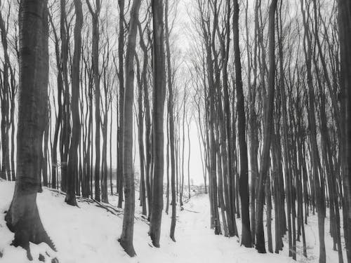 Foto Van Kale Bomen In De Winter