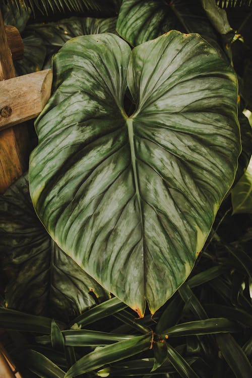 Large Green Philodendron Leaf