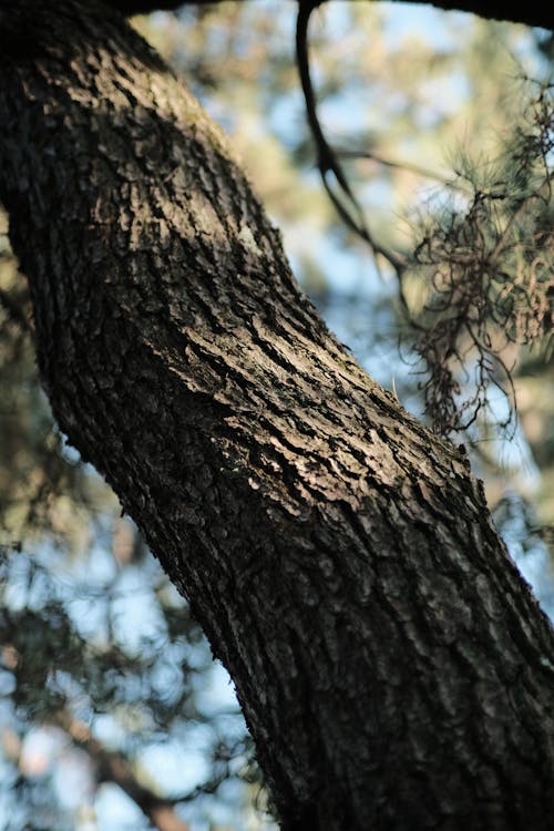 Foto d'estoc gratuïta de arbre, creixement, de fulla perenne