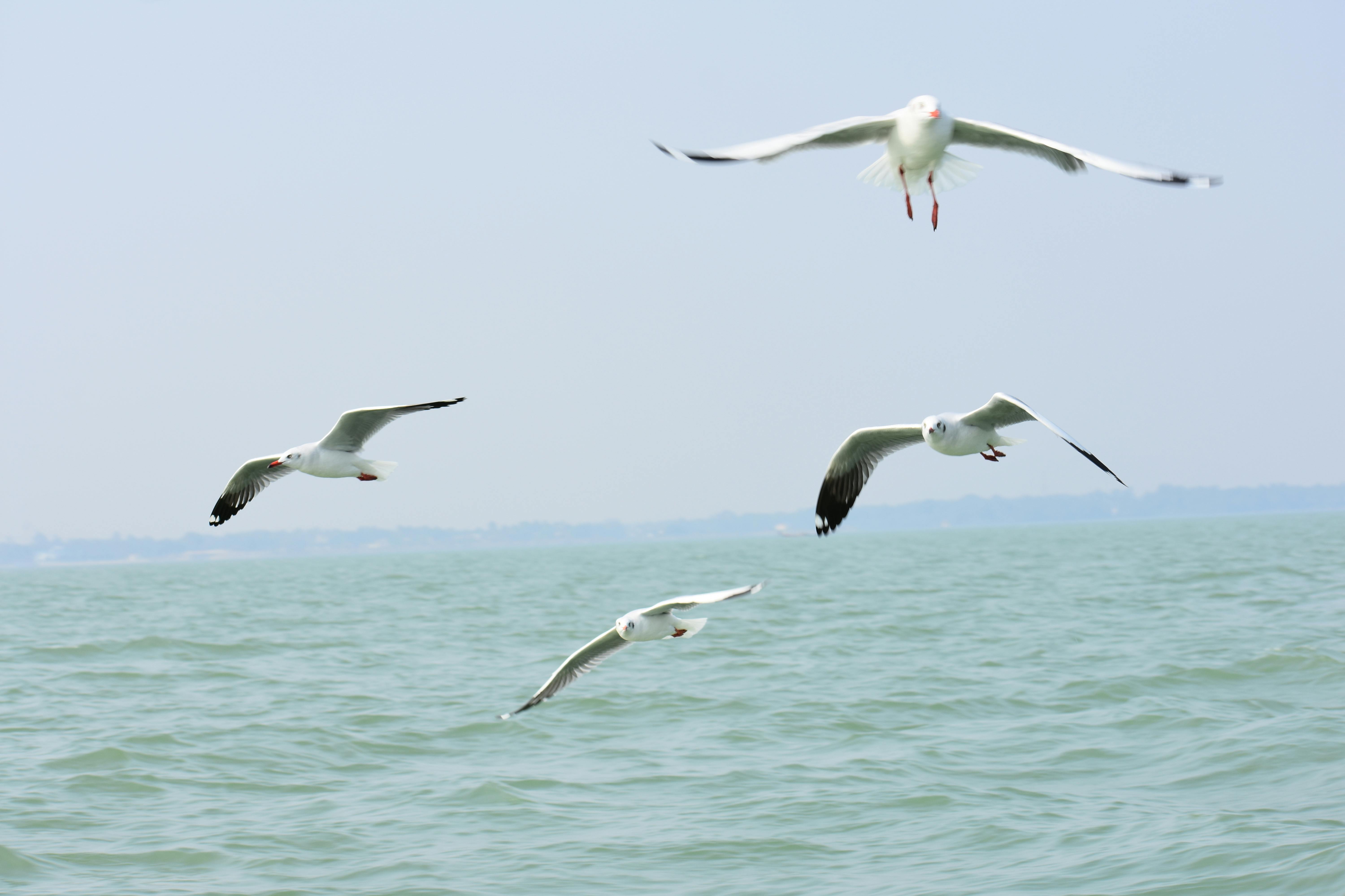 Foto Stok Gratis Tentang Burung Di Laut Burung Laut Burung Terbang