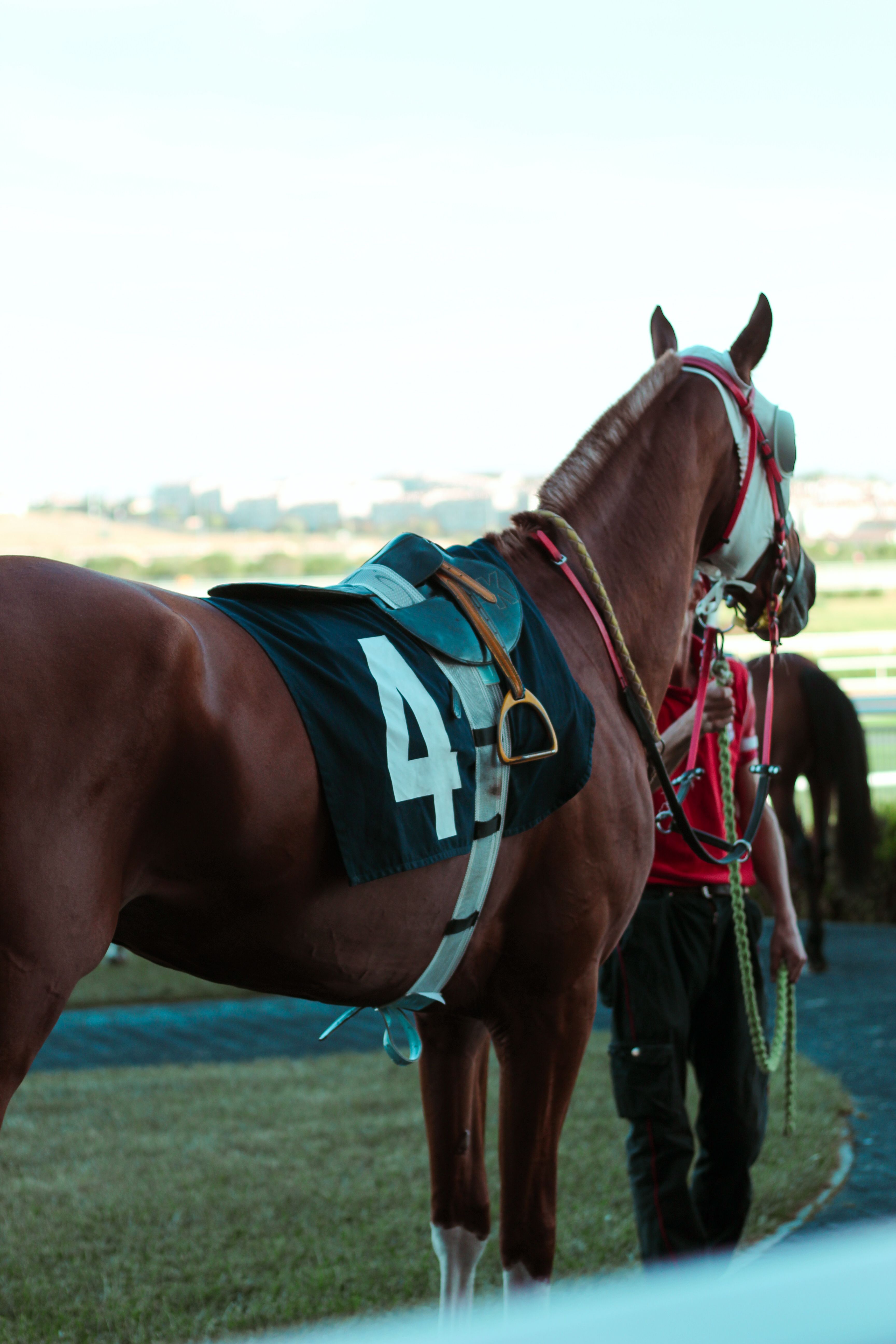 A racehorse and jockey on the grass before a race