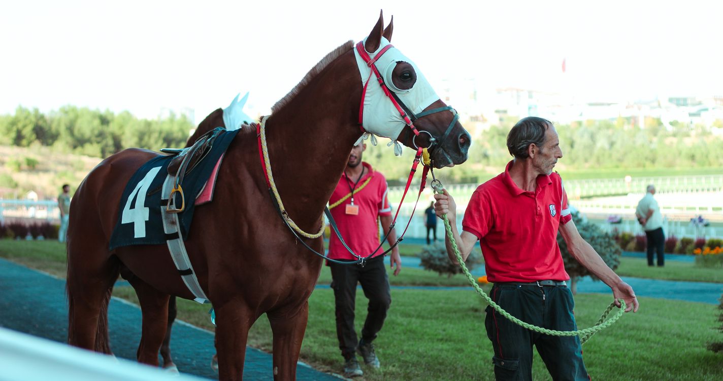 Un cheval de course mené en main par un palefrenier avant le départ, sur l'hippodrome