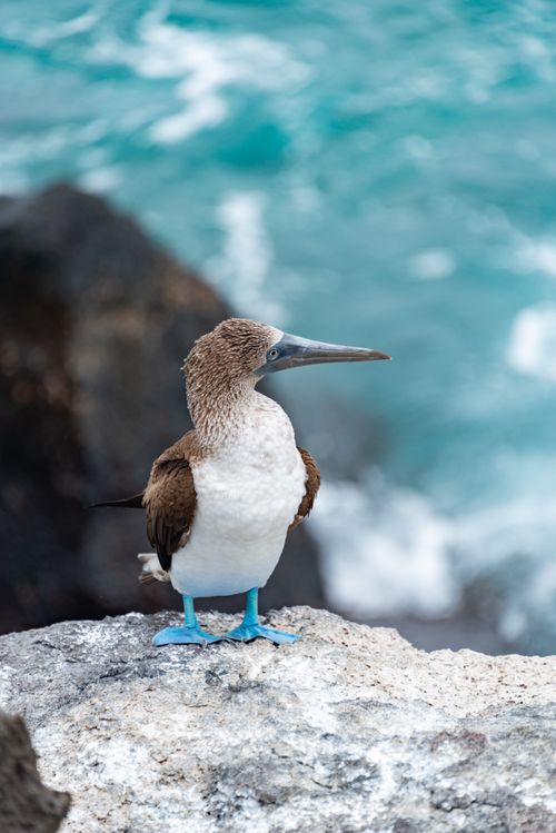 Free Close-up of a Blue-footed Booby perched on a seaside rock. Stock Photo